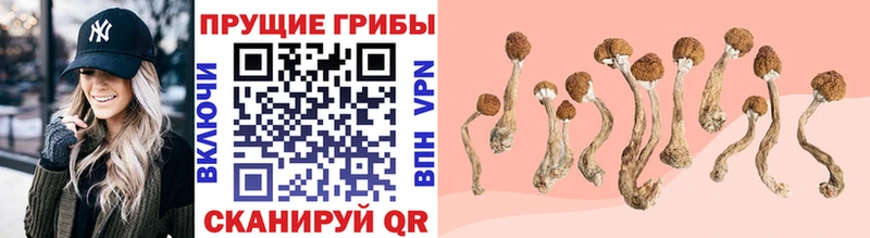 где купить Петровск-Забайкальский Псилоцибиновые грибы Psilocybe